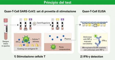 Nuovo test IGRA per il Covid-19 - Cerba HealthCare Italia