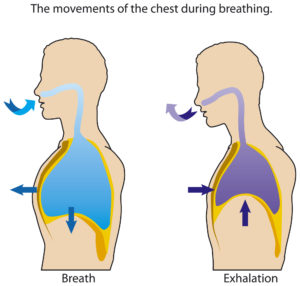 Spiegazione su come Respirare con il diaframma