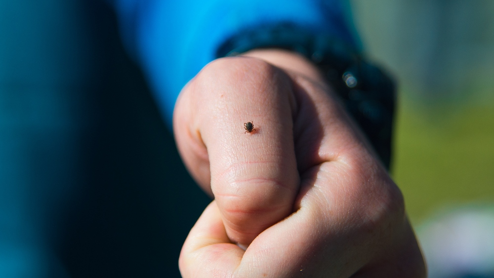 Zecca su una mano, il morso può trasmettere la malattia di Lyme