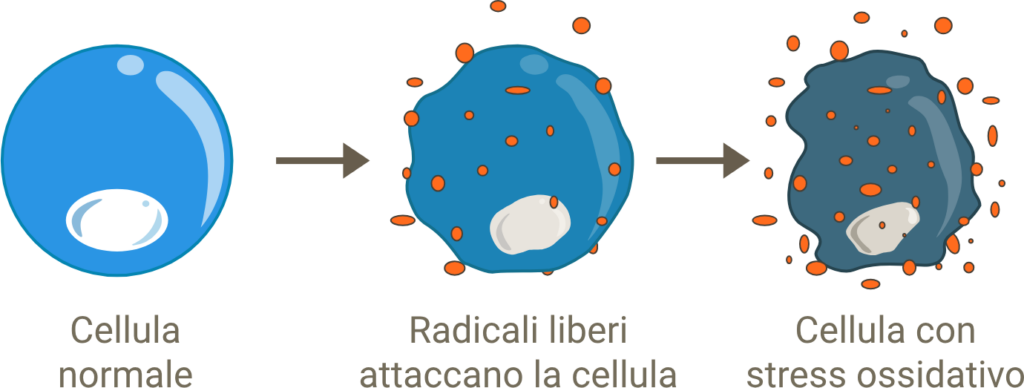 Cellula attaccata da stress ossidativo